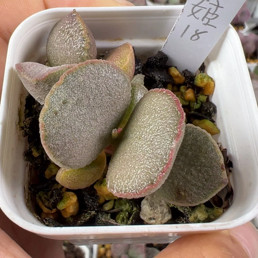 w妖姬磨砂蛋多肉植物水泡