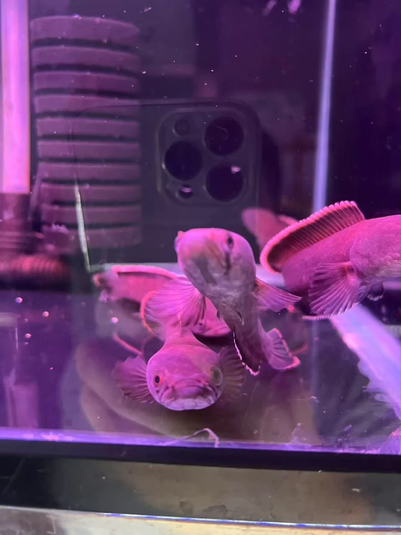 特价火背雷龙鱼 12公分