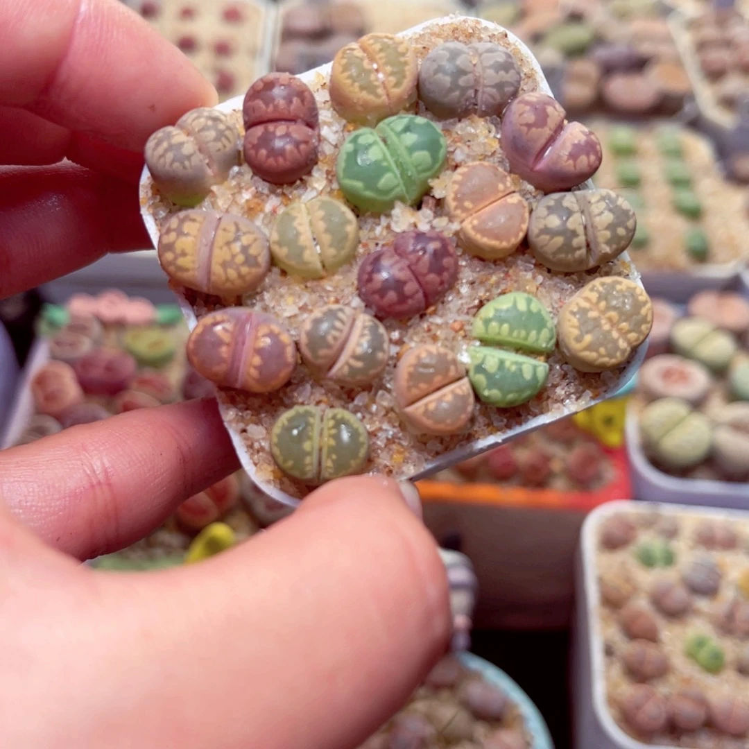 621号带盆包邮发货