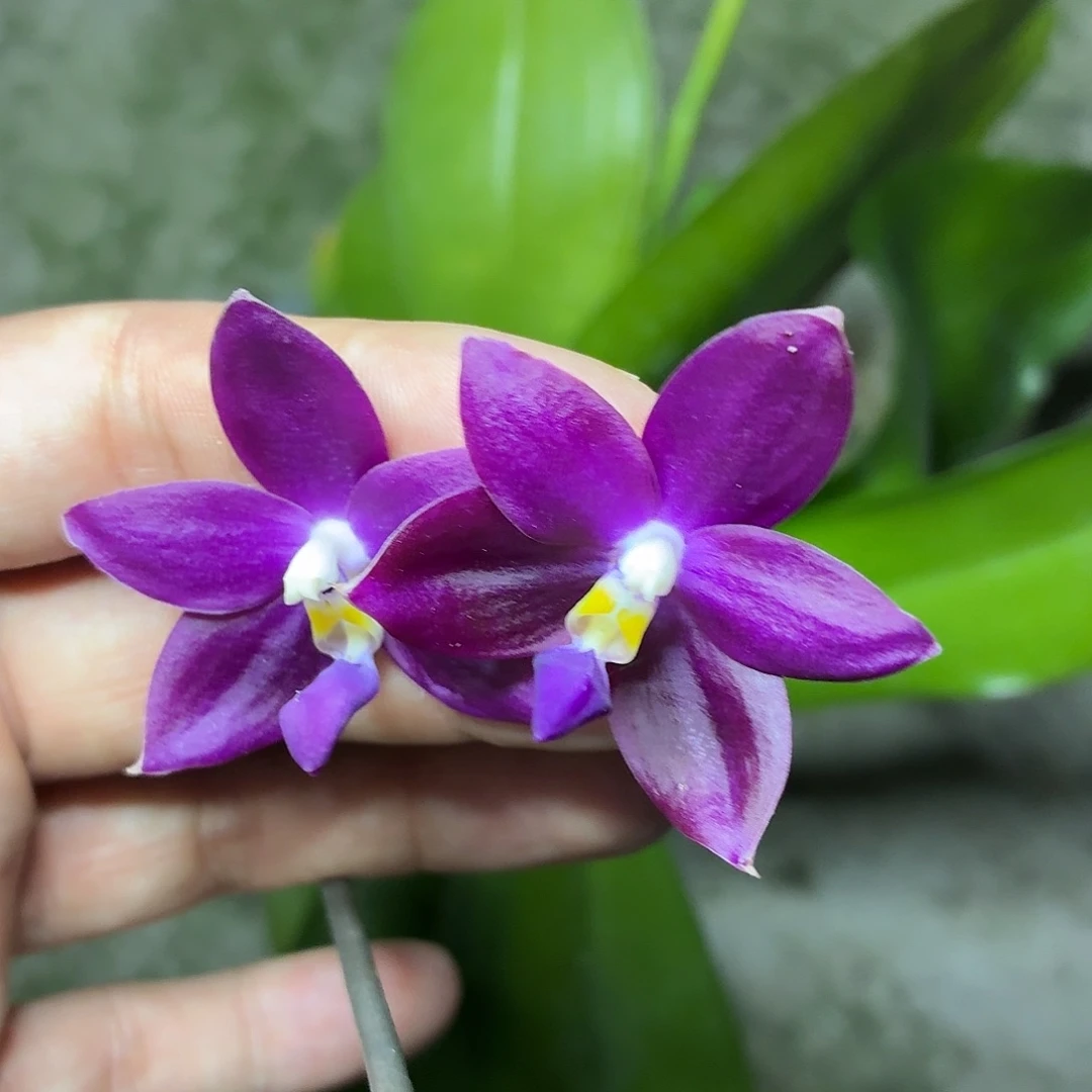 当前无花朵，栽培后可花朵A090拉萨三寸