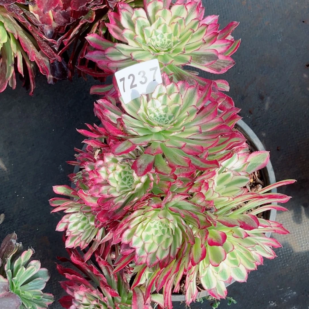 胭脂翡翠砍头不售后多肉