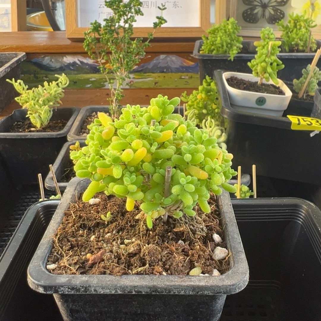 枝干番杏多肉植物754