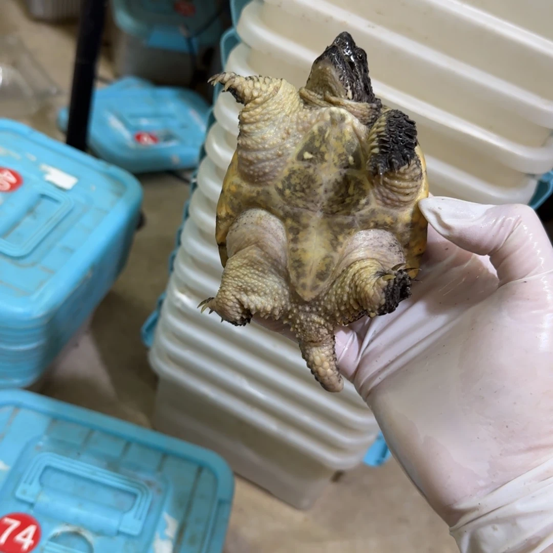 公母搭配小鳄龟编号74，福利价