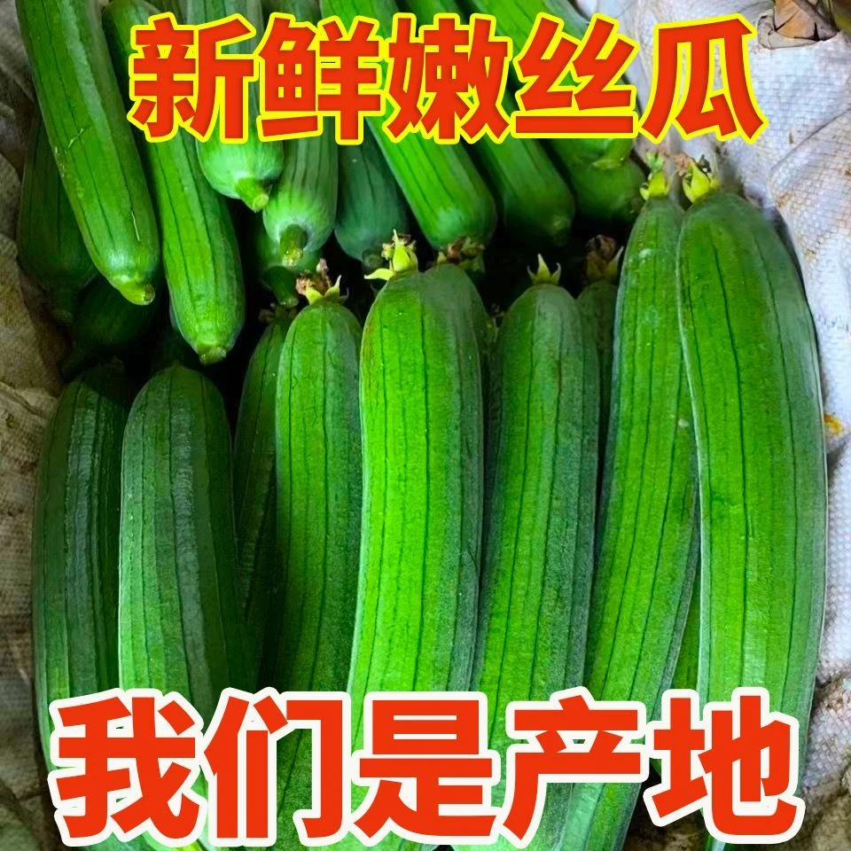 湖北农家丝瓜 新鲜现摘 棒丝瓜  3斤 5斤