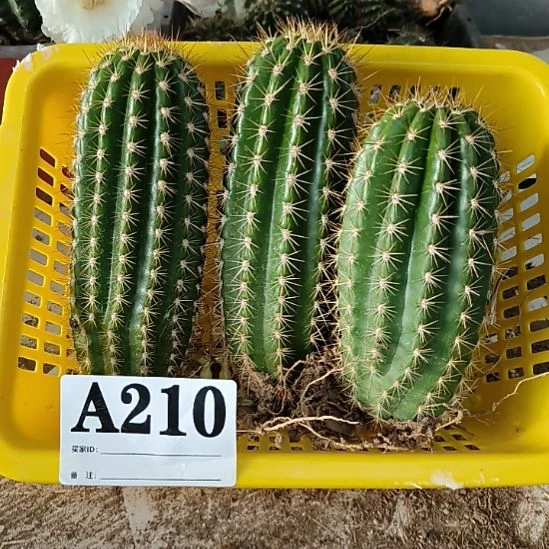 当前无花栽培后可以开花a210