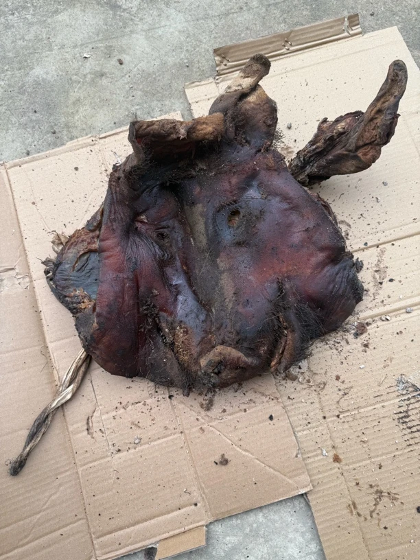 云南昭通大关腊猪头