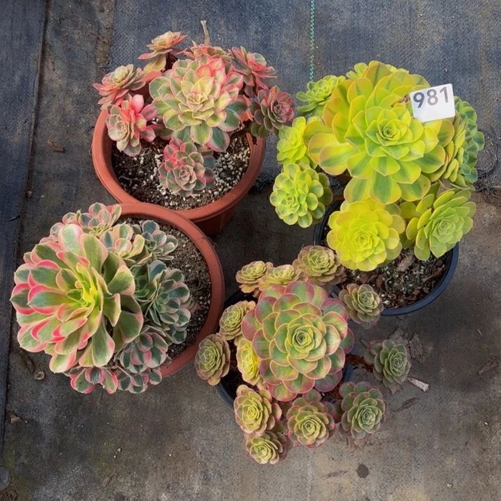 雨合，黑膜锦，粉红女郎，火狐98111