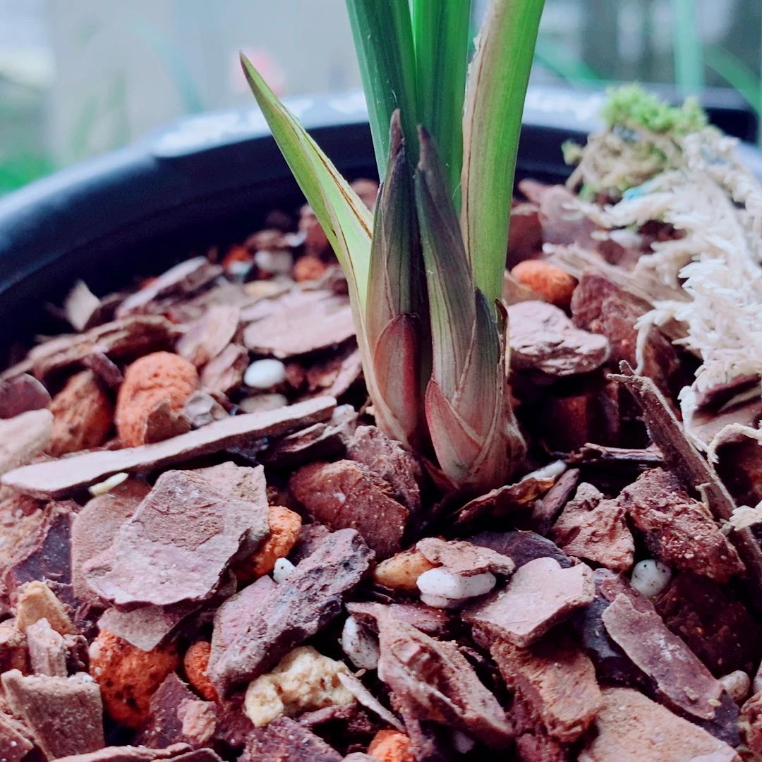 当前无花栽培后可以开花