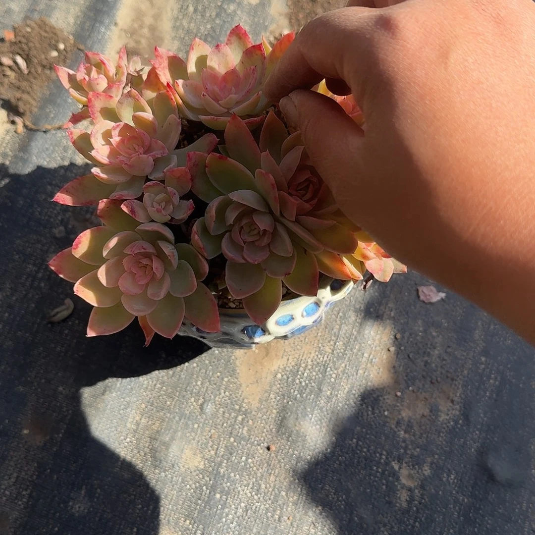 王***莉丝绸面纱不带盆炖藕植物