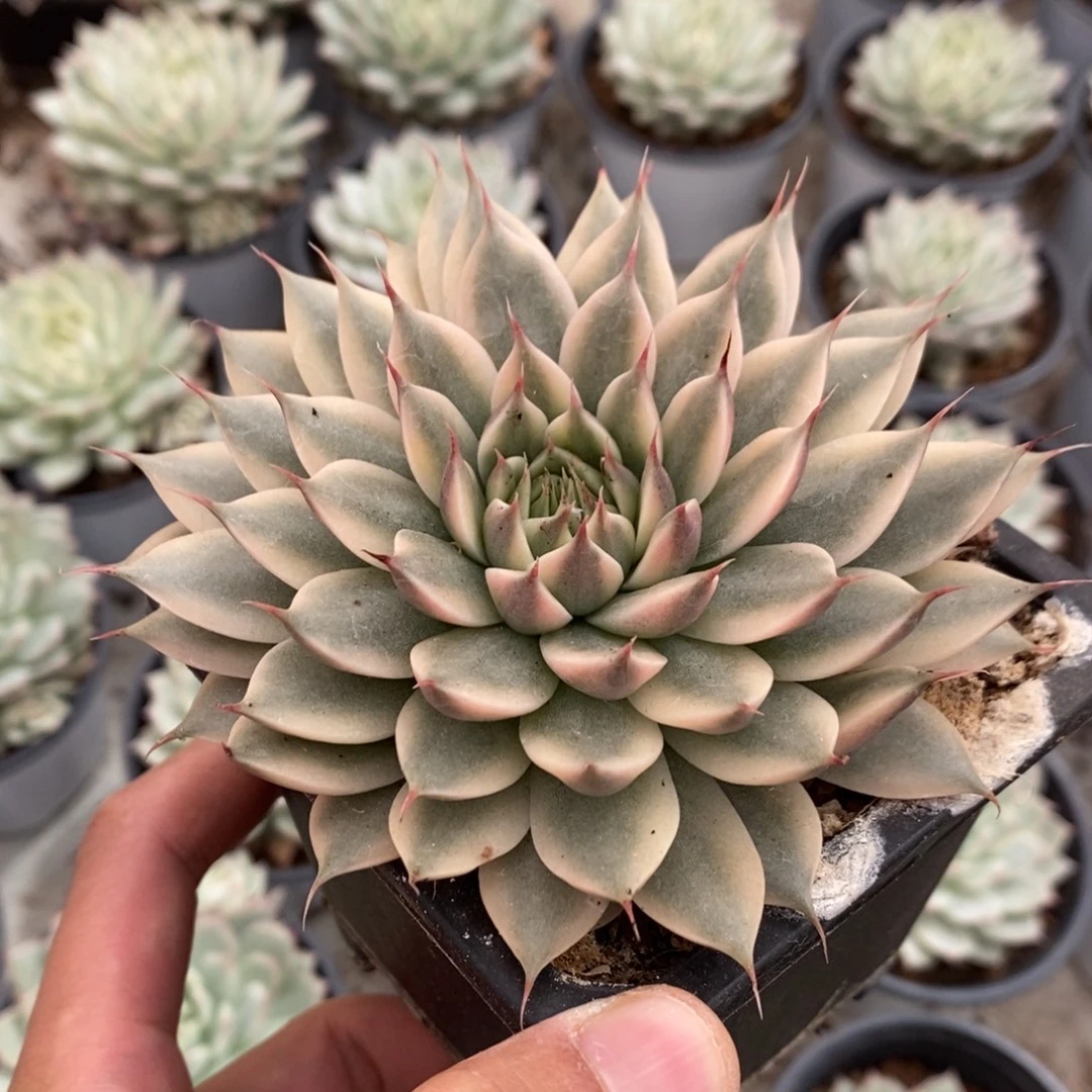 银星锦多肉植物8757