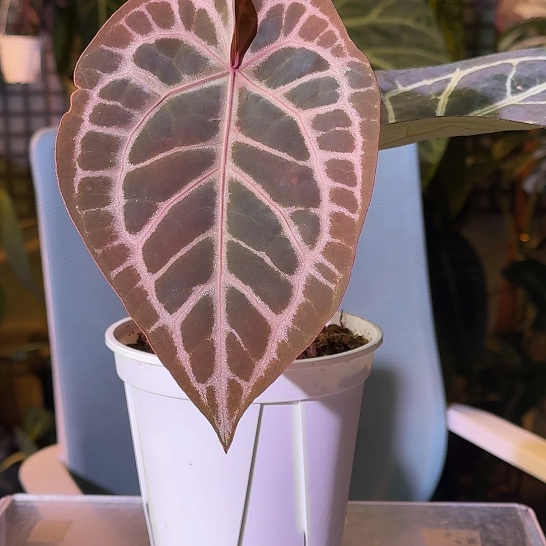 不开花植物G833极品小钻石杂米歇尔