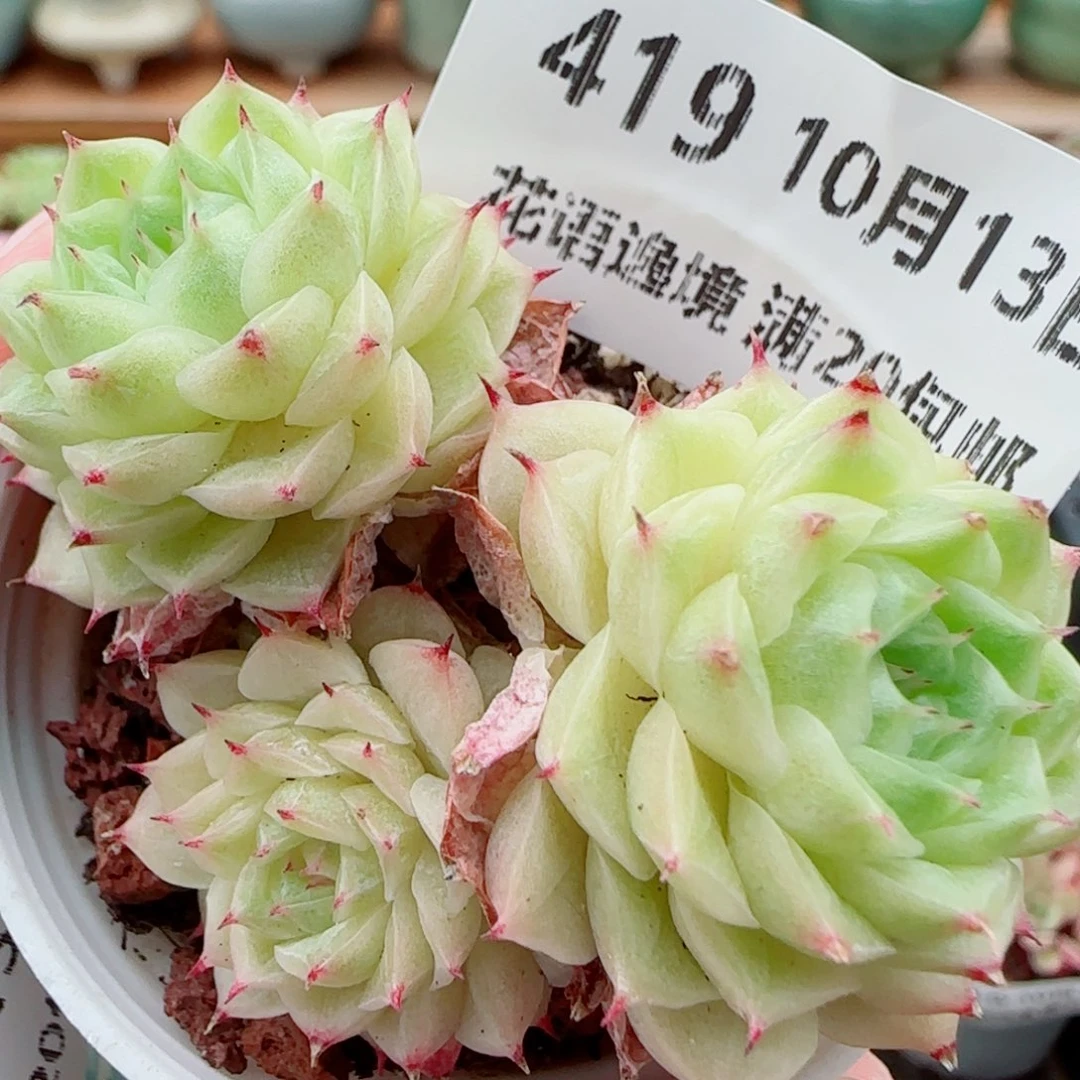花语逸镜1013-419麦秆