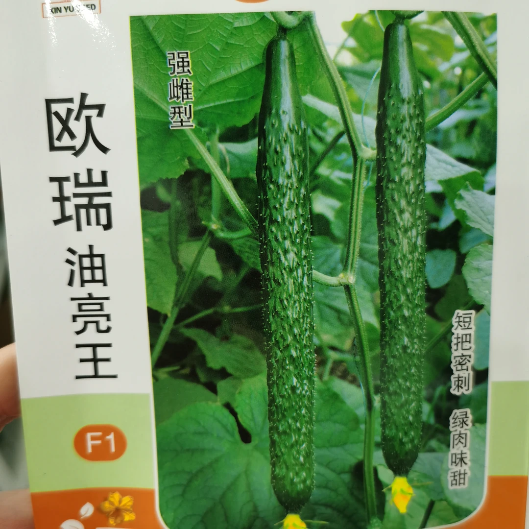 强雌欧瑞油亮王水黄瓜种子