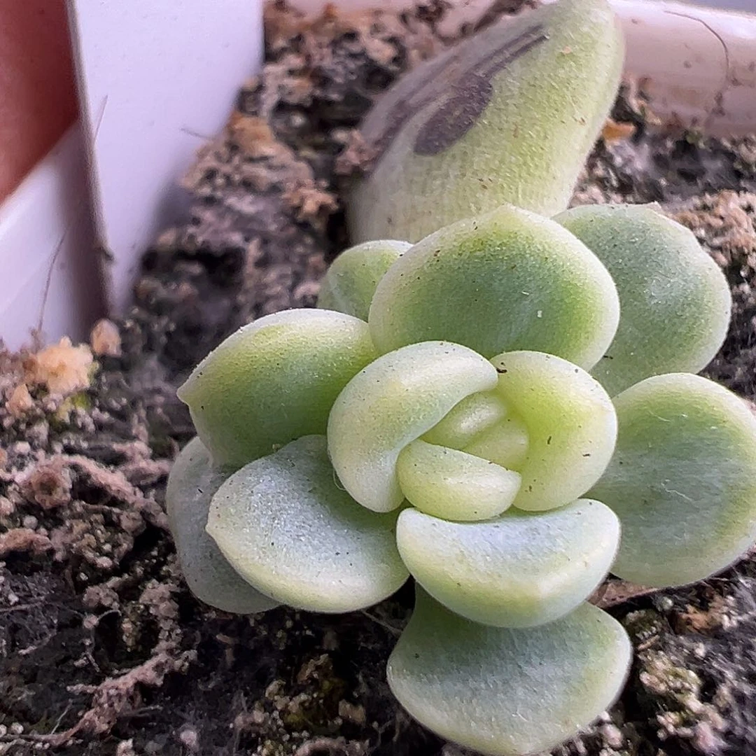 P88童话甜心一物一拍