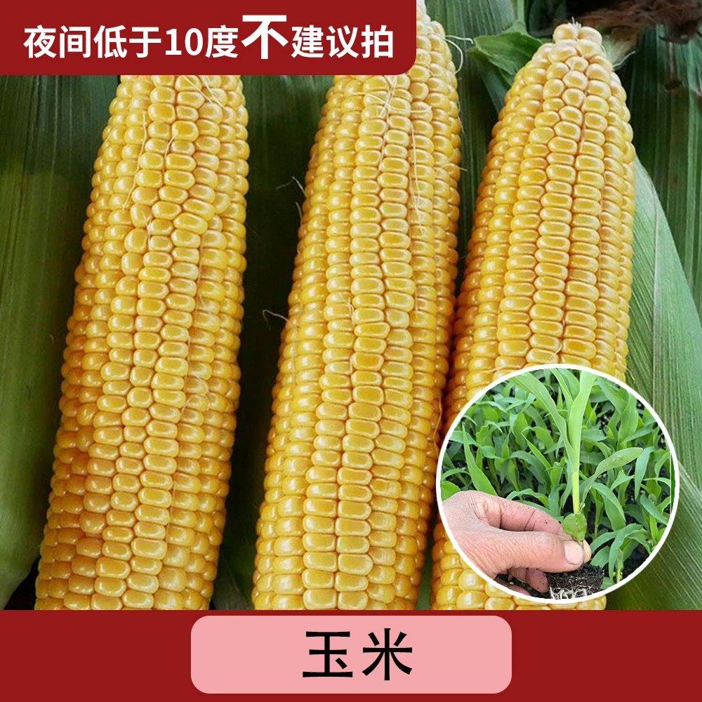 【玉米】早熟超甜蔬菜玉米秧苗特大高产四季甜糯大全（带土发货）