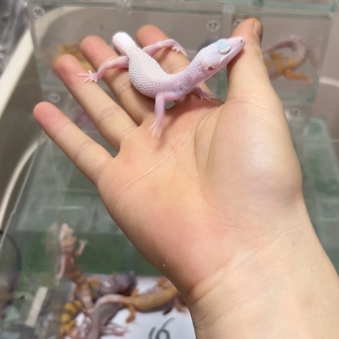 豹纹守宫豹纹守宫苗子