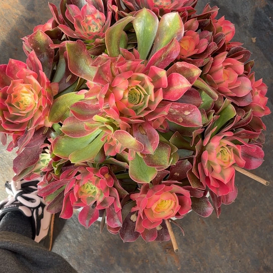 云南多肉植物香妃