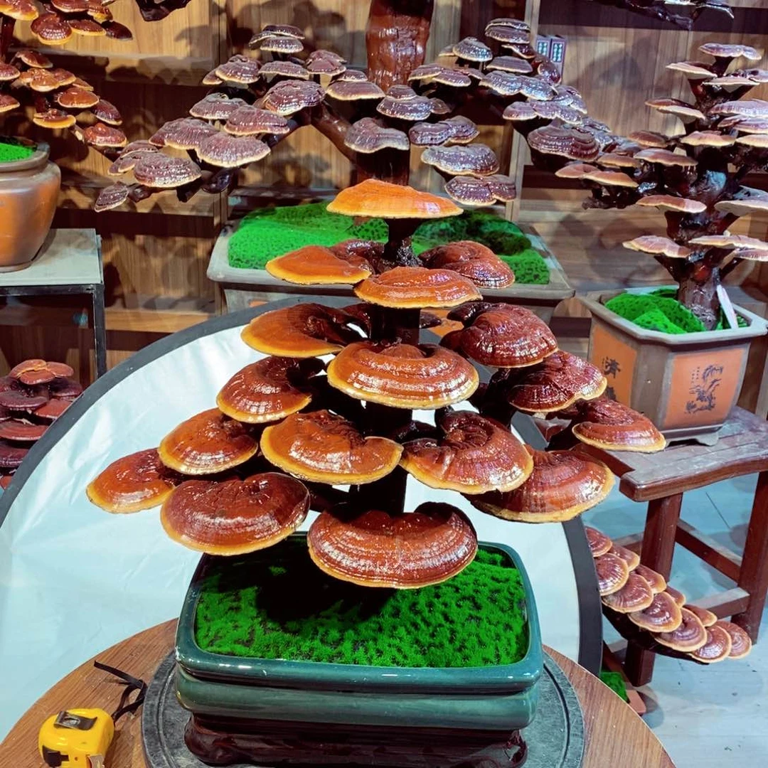 后*来发财树发财树发财树