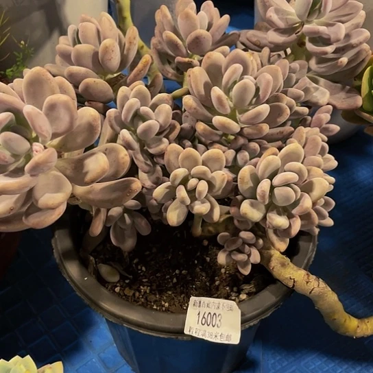 核***寺橙雪球16003多肉