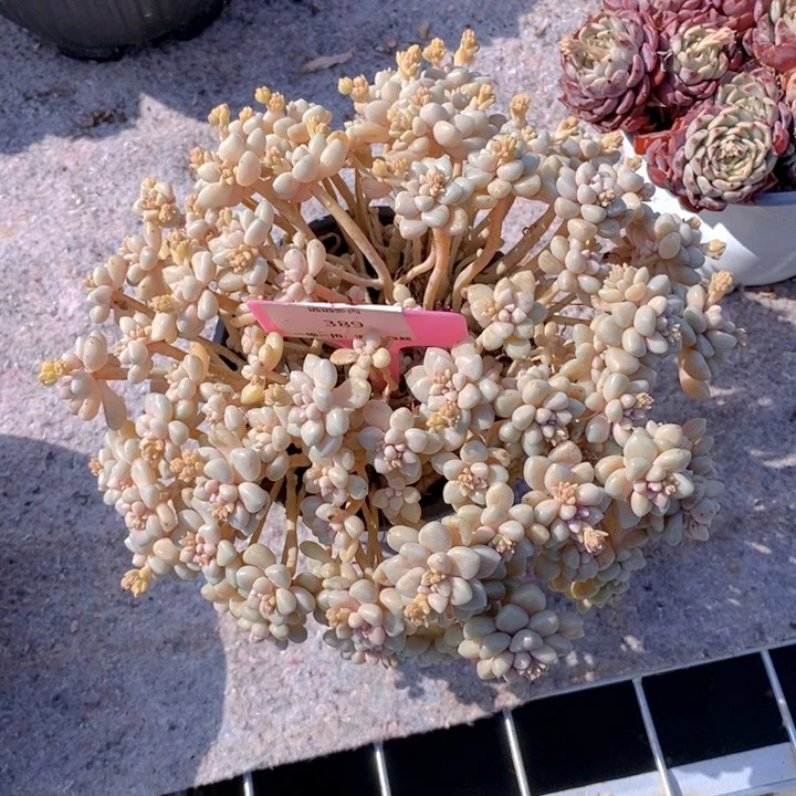 389姬秋丽肉肉肉肉