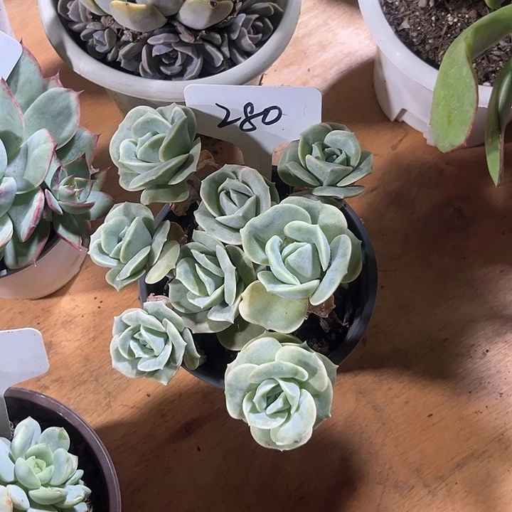 叶****000000000000000000280