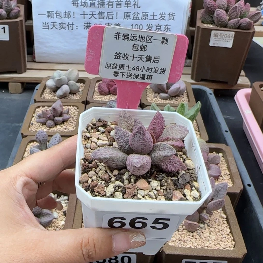 665融化纹猪肝多肉植物