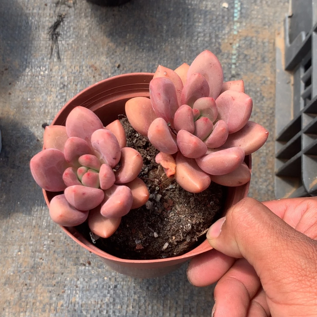 清乾隆皇帝赐匾及对联匾牌