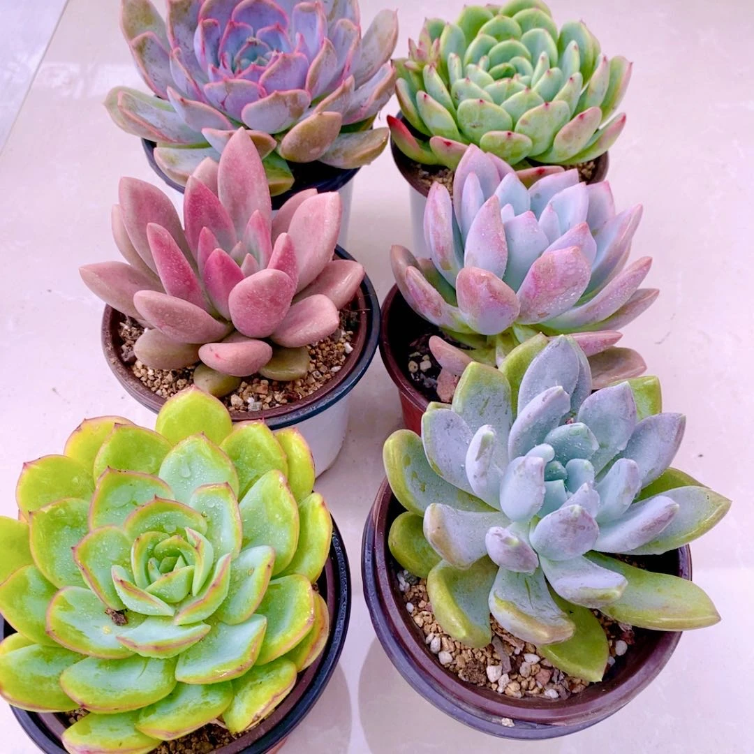 多肉植物1938指定六颗（8到10厘米左右）