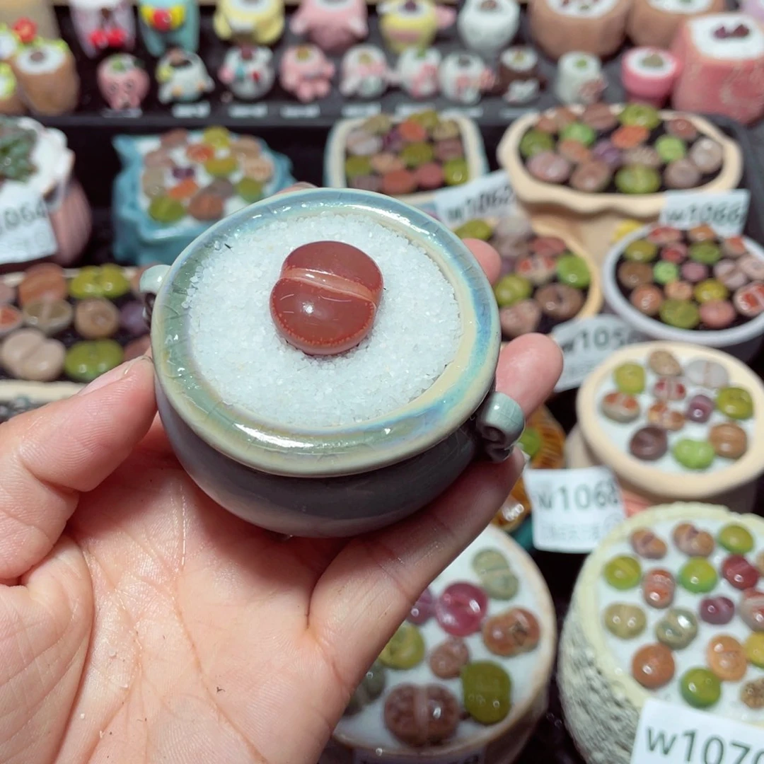 w1072 带盆土发货-零下地区拍保温箱