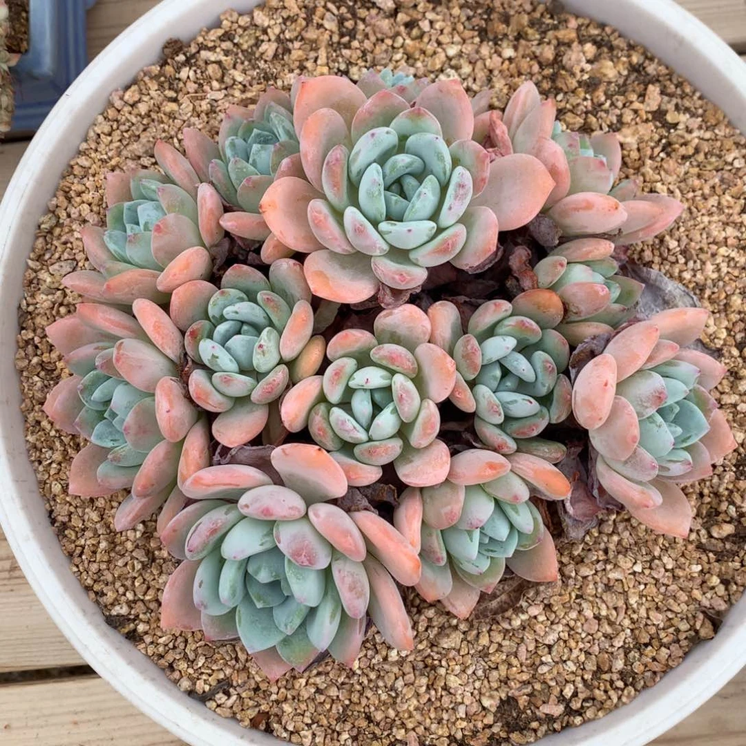 952冷香多肉一颗18厘米