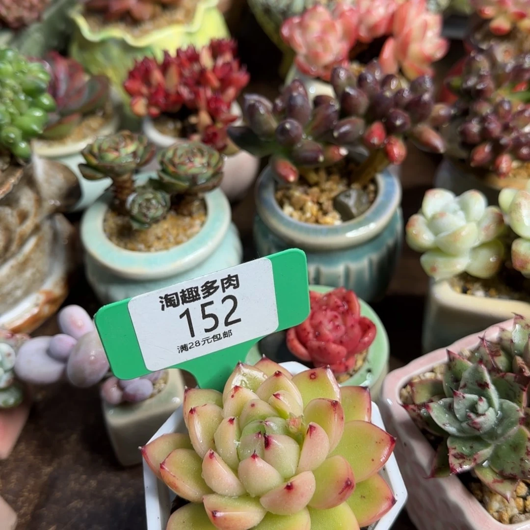 多肉植物诬蔑乌木S P