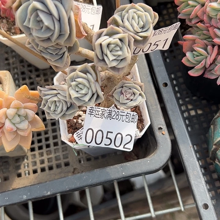 幸运儿的一句话说得