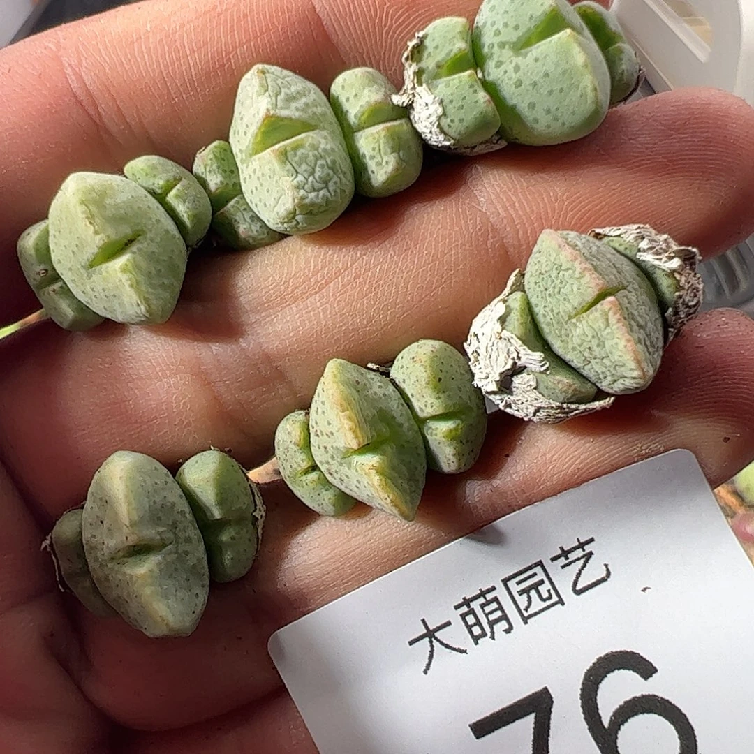 一物一拍。      76