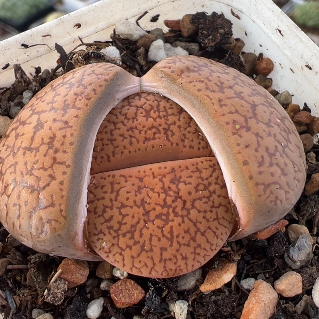 083多肉植物种类多样