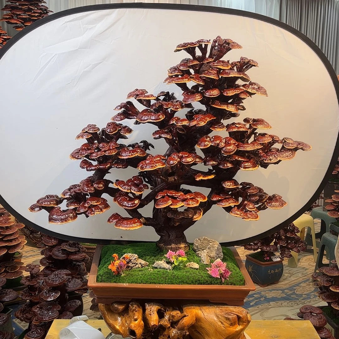 无花朵888888888888