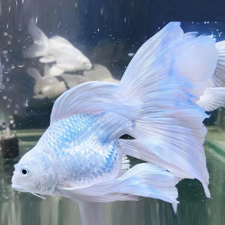 纯种蝴蝶鲤观赏鱼