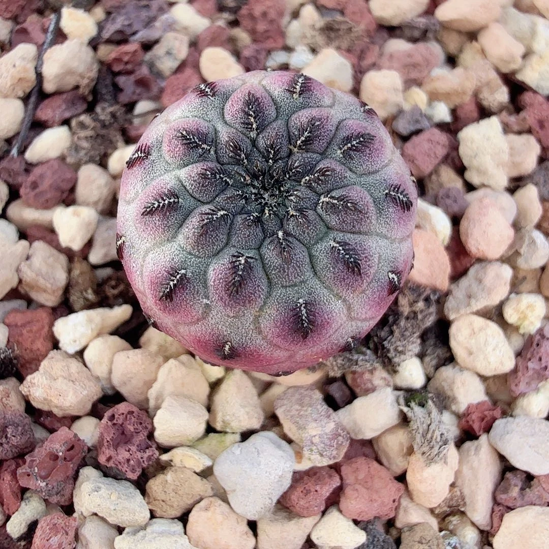 实生紫丽带盆发货