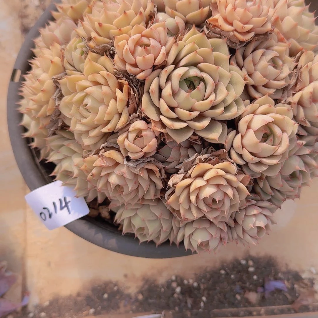 y****】0214本巴多肉植物