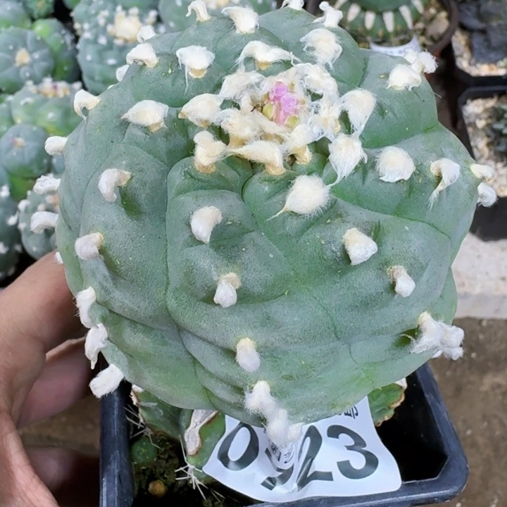 ?****鱼福利苗接肋骨0723