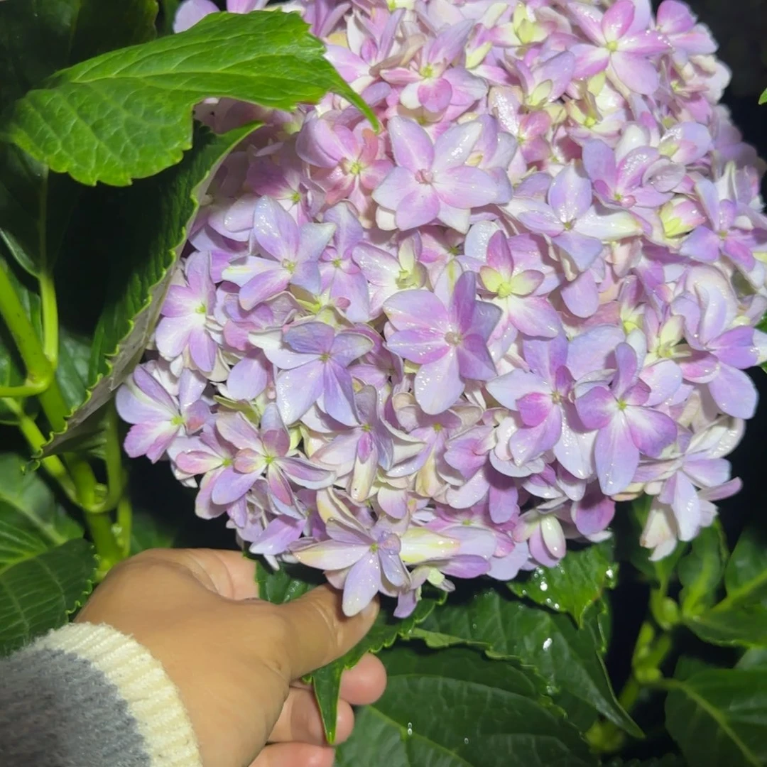 大部分花苞少量开放110