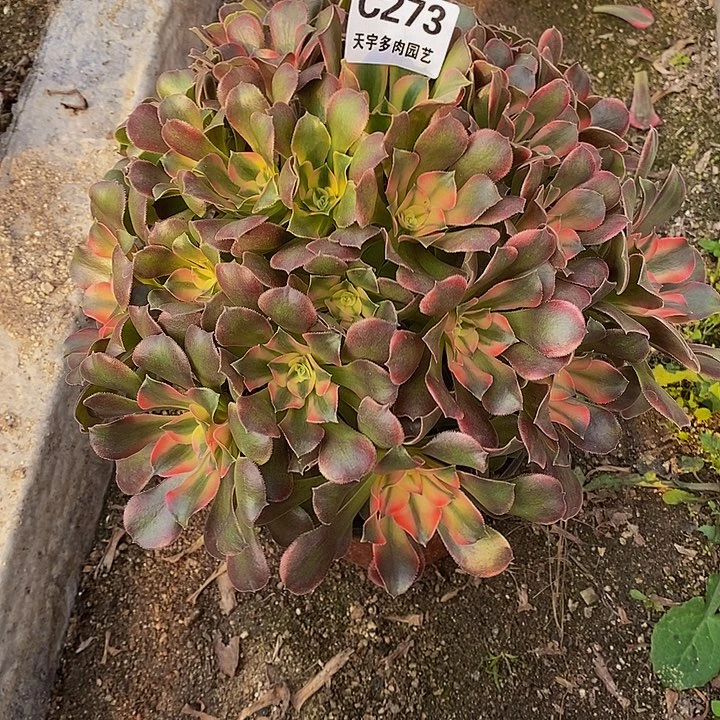 多肉植物香妃273多肉