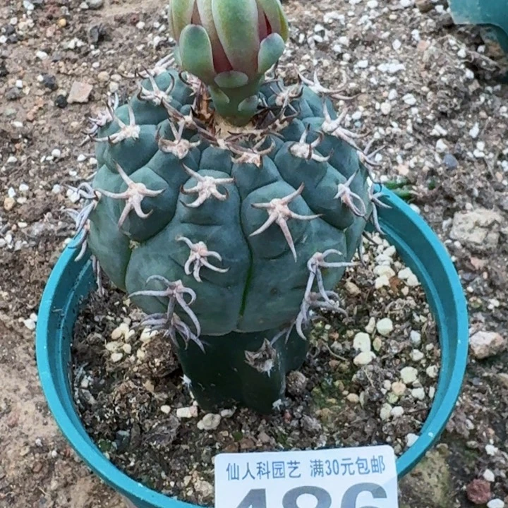 无花朵福利苗接猫爪486