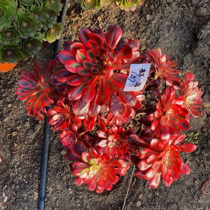 《****木香奈儿一颗大了多肉