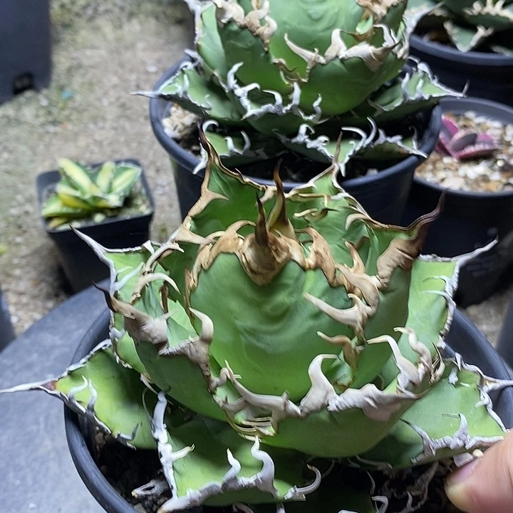 龙舌兰科凯撒一个