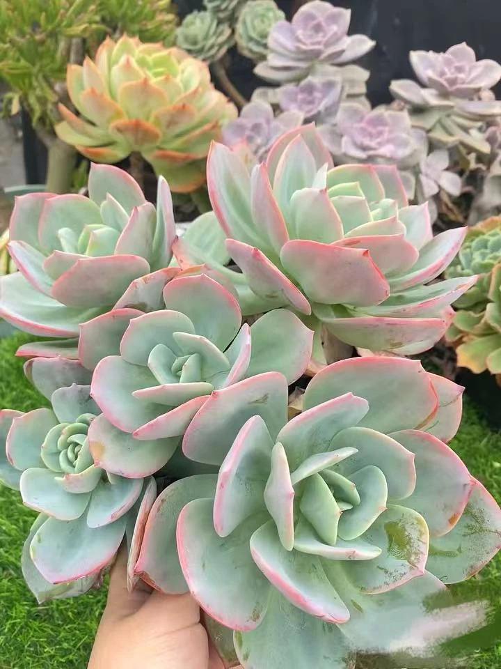 单头白凤【云贵精品多肉】好看大货高货，老桩多肉