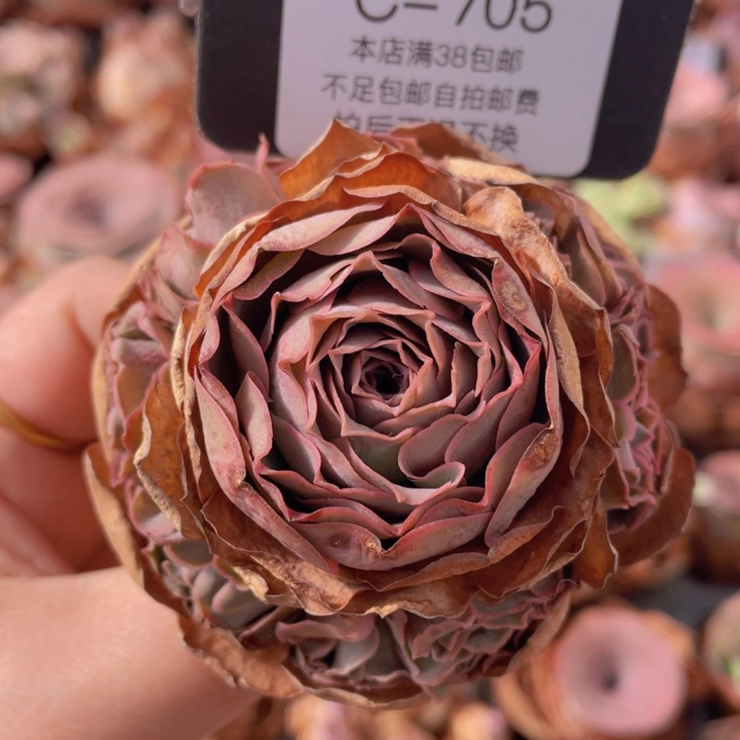 山地玫瑰C705裸根发货断枝不包损不售后