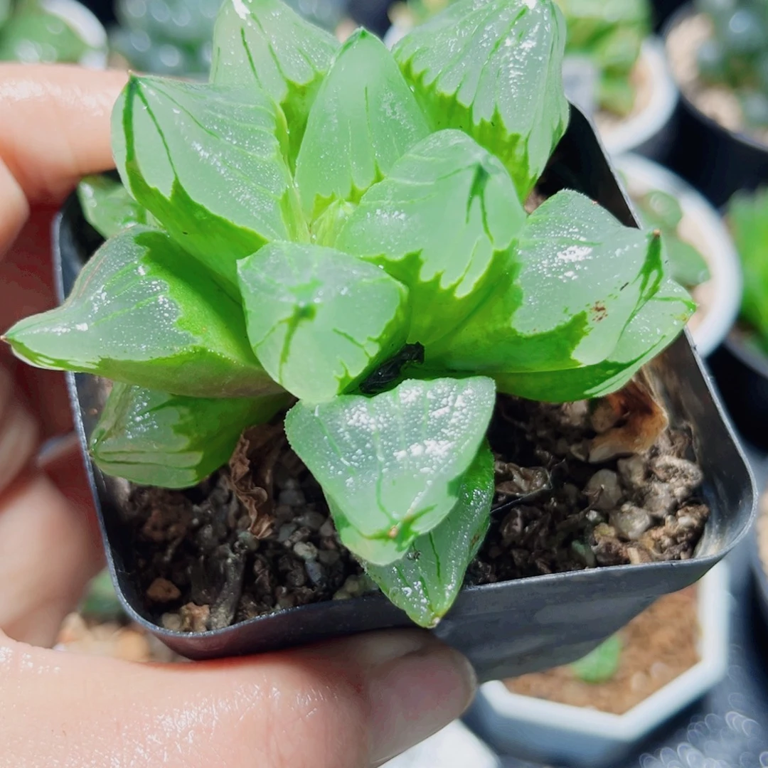 冰城寿多肉植物6666