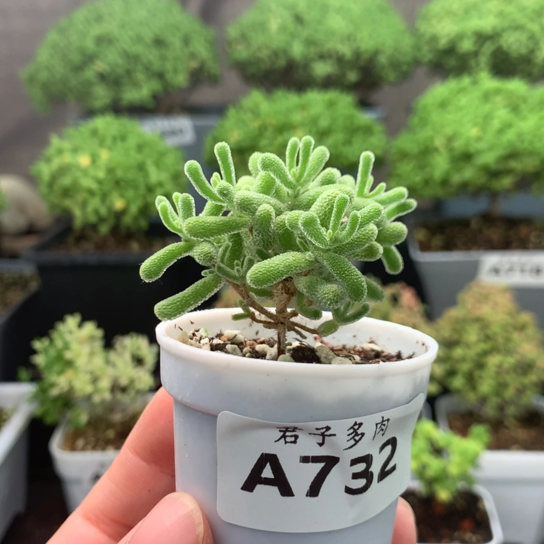沐***秋732冰川。