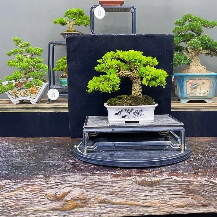 无花朵黄杨盆景四季常青