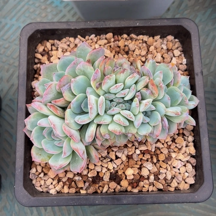 纯爱朵朵缀自然群生